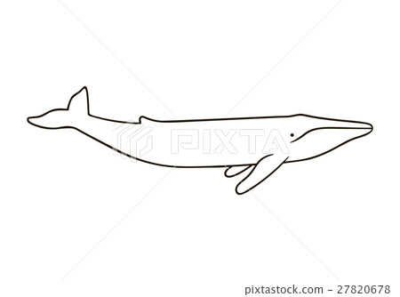 Illustration of blue whale isolated on white Illustration of blue whale isolated on white 27820678