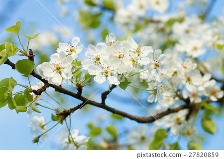Blossoming pear tree twig with white flowers. 27820859
