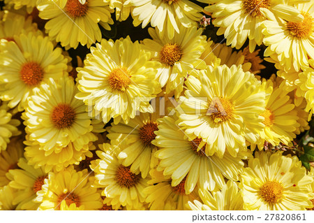 Many yellow flowers Many yellow flowers 27820861