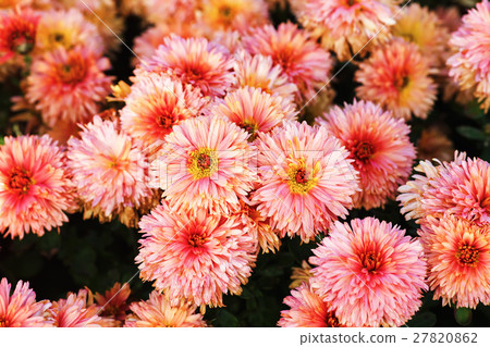 Many pink flowers 27820862