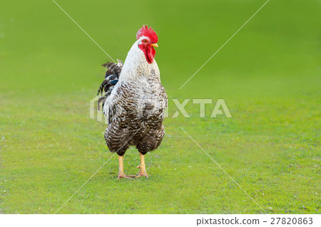 Mature rooster on green grass Mature rooster on green grass 27820863