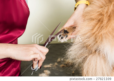 Groomer Trimming Dog's Paw 27821109