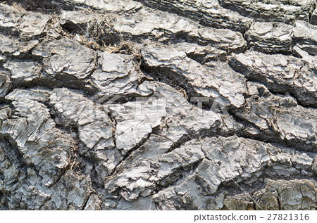 close up rough old wood texture background close up rough old wood texture background 27821316