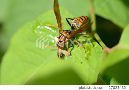 Predatory Segloa Asinagaribi · Bakuro leg leg bee 27823483