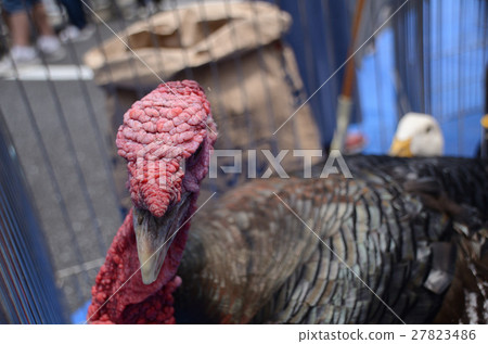 Turkeys and turkeys 27823486