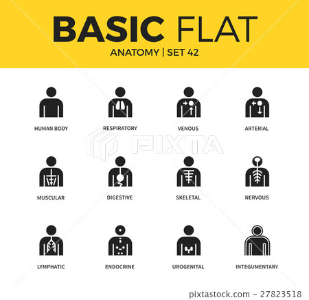 Basic set of anatomy icons 27823518