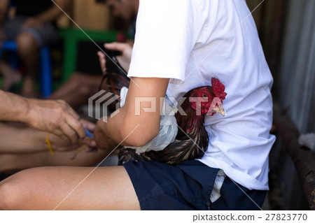 Asian man prepare rooster fights 27823770