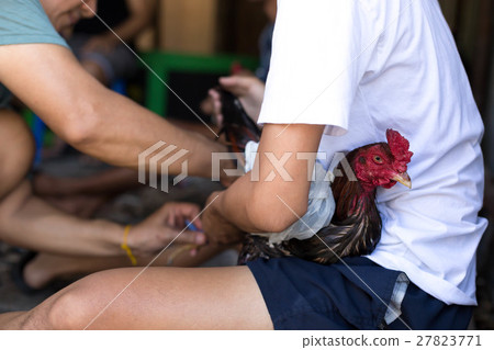Asian man prepare rooster fights 27823771