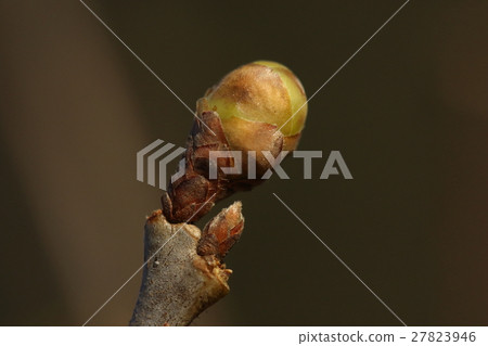 天然植物Sosin Loubai，芽下的小冬芽。花朵散落在葉子出現的時候 27823946