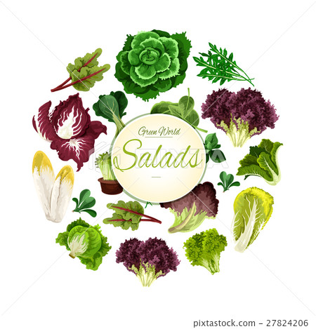 Salads poster of vector green leafy vegetables 27824206