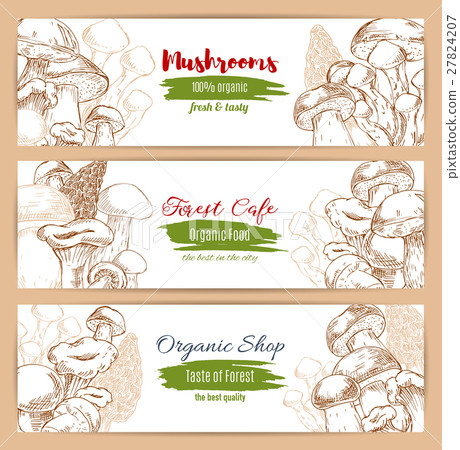 Mushrooms organic shop vector sketch banners 27824207