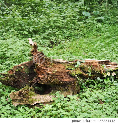 Dead wood in the grass 27824342
