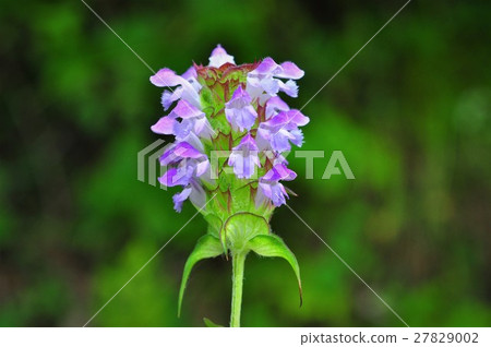 Rice Bogusa 27829002