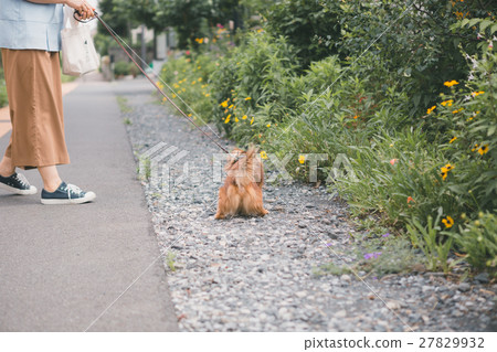 dog, dogs, stroll 27829932