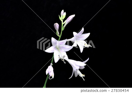 玉簪花 27830454