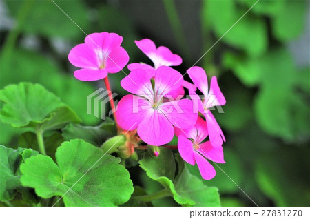 天竺葵花 天竺葵花 27831270