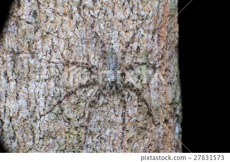 extreme and close view of Lichen Huntsman Spider 27831573