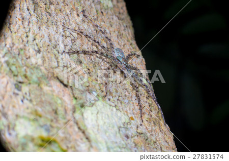extreme and close view of Lichen Huntsman Spider 27831574