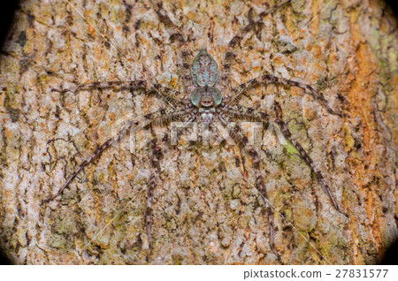 extreme and close view of Lichen Huntsman Spider 27831577