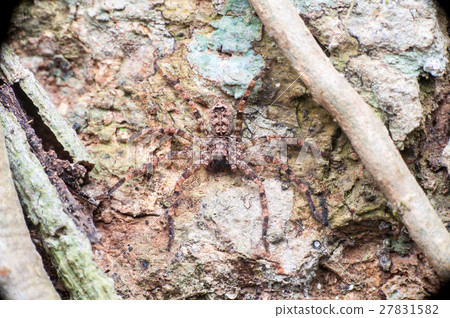 extreme and close view of Lichen Huntsman Spider 27831582