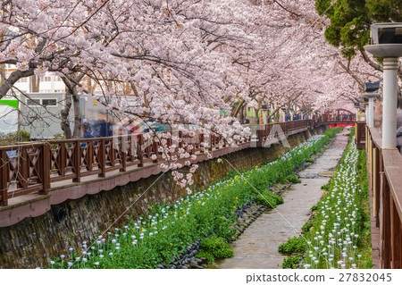 Spring Cherry blossom, Jinhae, South Korea 27832045