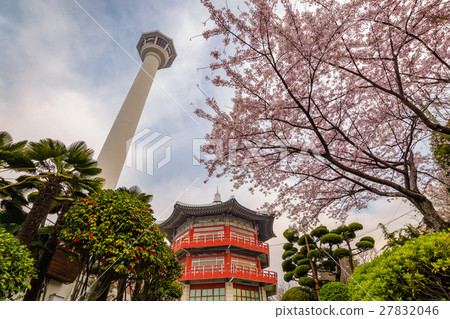 Busan Tower with cherry blossom, Busan, Korea 27832046