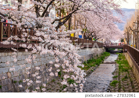 Spring Cherry blossom, Jinhae, South Korea Spring Cherry blossom, Jinhae, South Korea 27832061