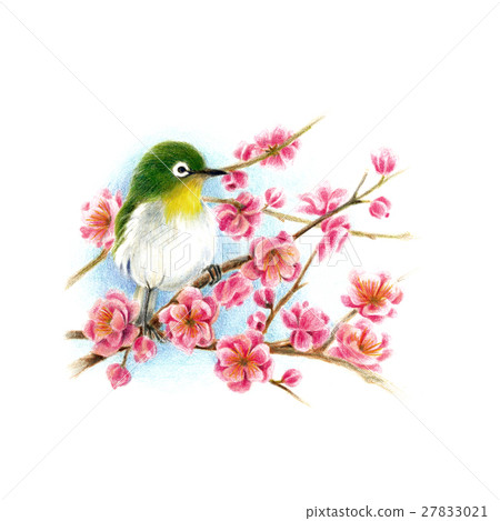 春天的預感。梅花和梅佐 27833021