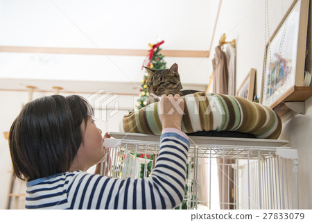 A girl brushing a cat 27833079