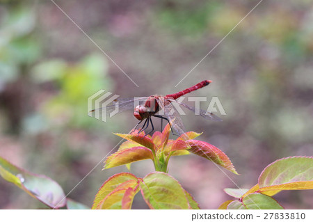 Red dragonfly Natsuakane 27833810