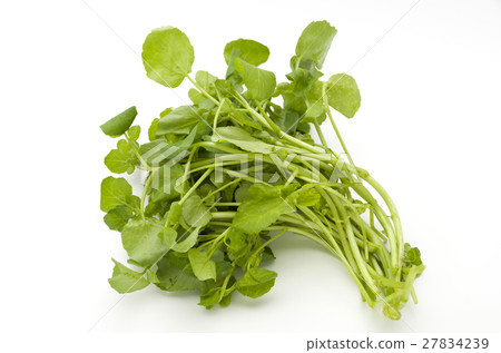 西洋菜 27834239
