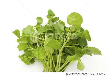 Watercress 27834247