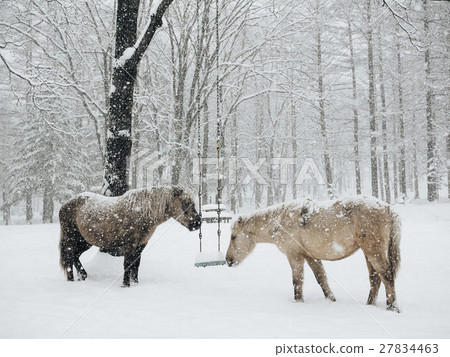 Winter horse 27834463