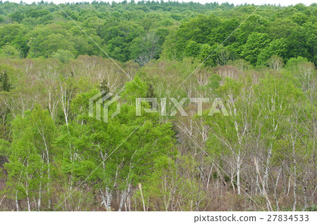 新鮮的綠色在Komagaura邊緣森林南會津鎮 27834533
