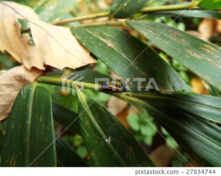 Nanahoshi benthamida larva 27834744