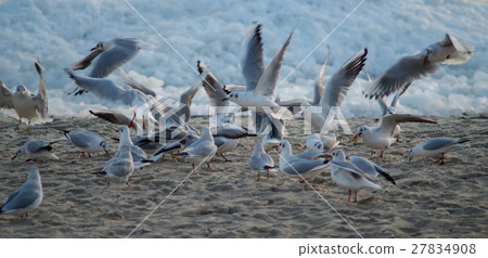 Seagulls in a Winter 27834908