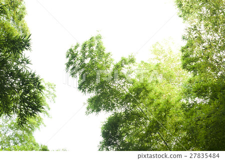  Bamboo grove 27835484