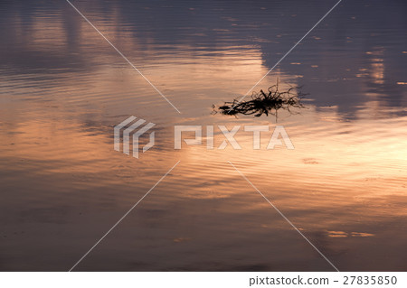 driftwood of waters driftwood of waters 27835850