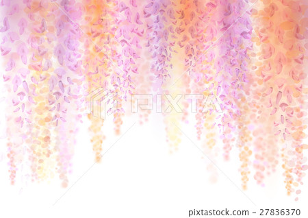Spring background with blooming wisteria Spring background with blooming wisteria 27836370