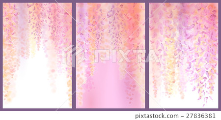 Spring background with blooming wisteria Spring background with blooming wisteria 27836381