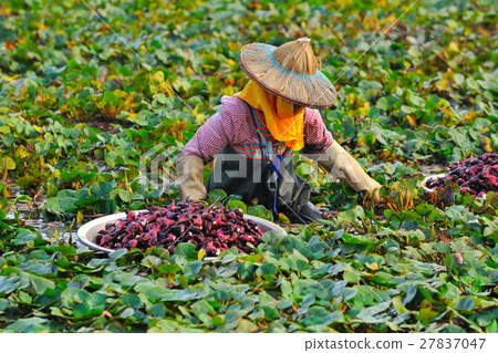採菱角 採菱角 27837047