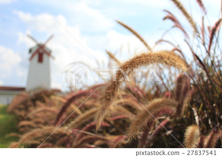 Grass flowers in nature, Thailand. 27837541