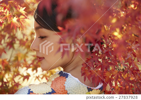 燦爛的秋葉和和服女性肖像 燦爛的秋葉和和服女性肖像 27837928