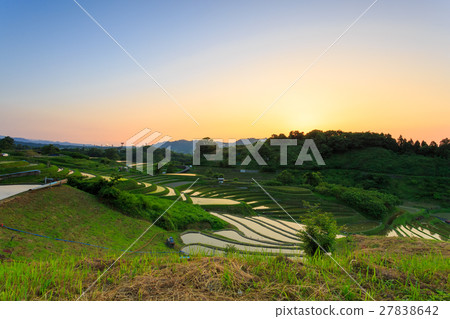 Chihaya Kosaka Village Rice Terrace Dusk Chihaya Kosaka Village Rice Terrace Dusk 27838642