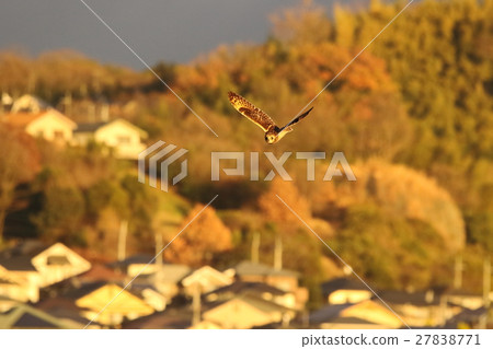 飛在一個住宅區飛行 27838771