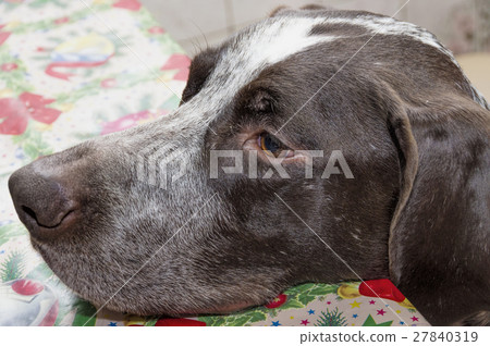 Kurzhaar hunting dog 27840319