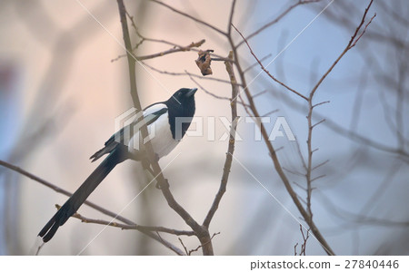 Magpie bird on the branch 27840446