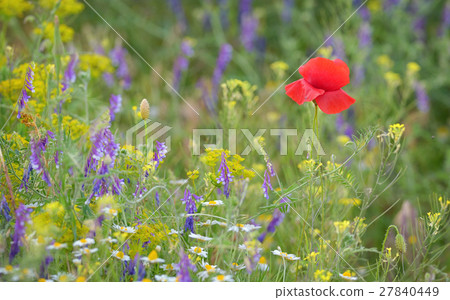 colorful poppy flower on field colorful poppy flower on field 27840449