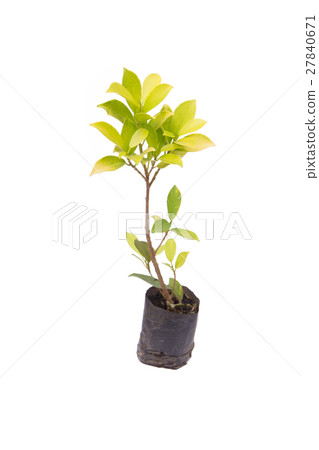 seedling ficus altissima Blume tree plant  27840671