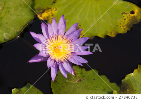 Beautiful Purple Lotus Beautiful Purple Lotus 27840735